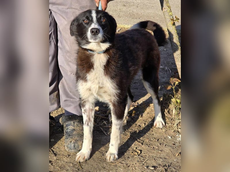 Lieblingsmenschen für die bezaubernde „Foxi“ gesucht