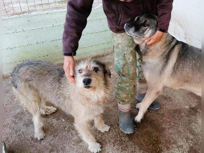 Ruheplätzchen für PAULA - die süßeste Hundeomi aller Zeiten gesucht