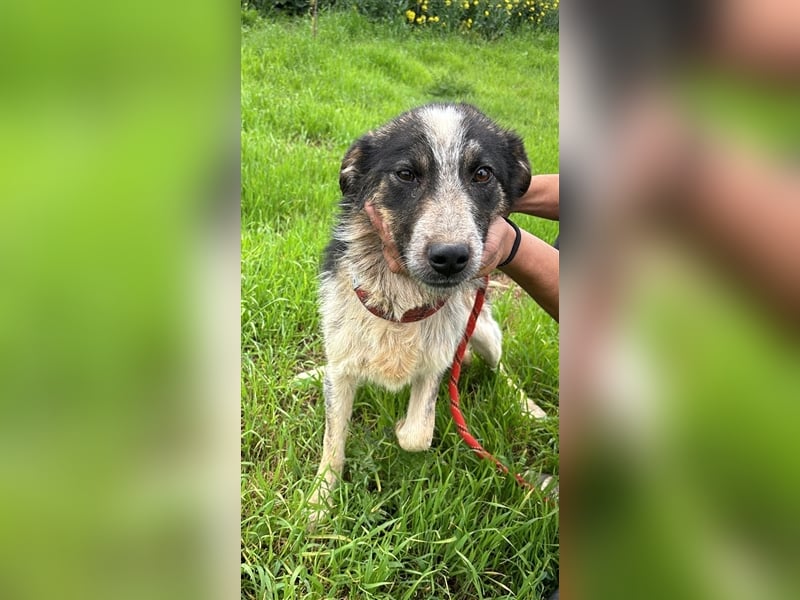 Hübscher Loki – ist startklar für ein neues Leben