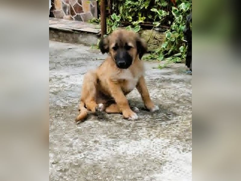 CODY - zauberhafter junger Hundebub sucht sein Zuhause für immer