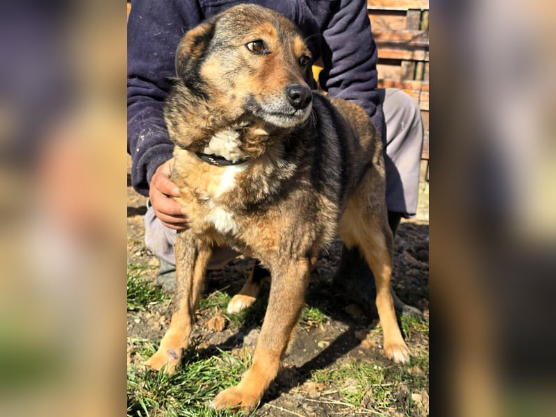 Liebe Moni – sucht besonders liebes Zuhause zum durchstarten