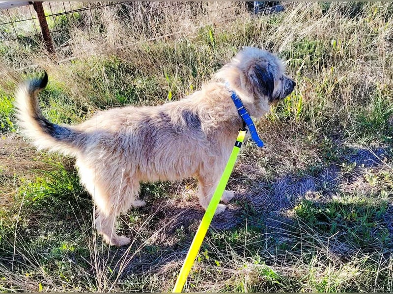 Strubbel-Wuschel *Jack* sucht unbedingt ein warmes Plätzchen