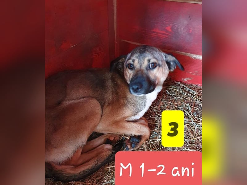 Sunny - super lieber Sonnenschein sucht genau DICH