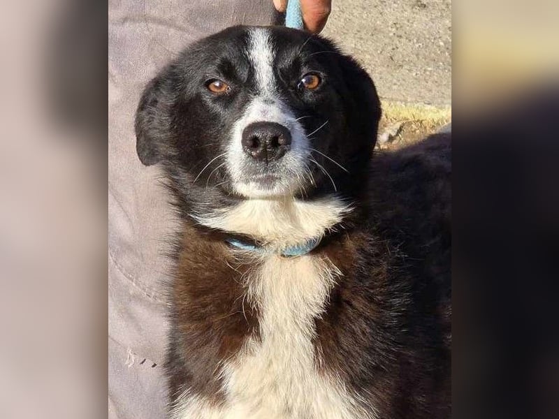 Lieblingsmenschen für die bezaubernde „Foxi“ gesucht