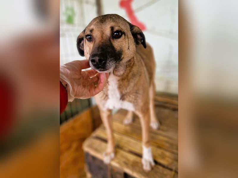 Sunny - super lieber Sonnenschein sucht genau DICH