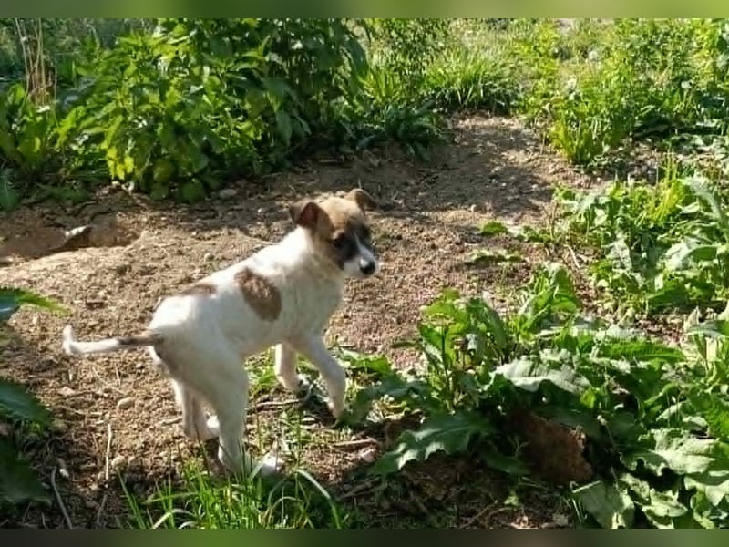 Tessa – kleines Hundekind sucht ihr Zuhause für immer