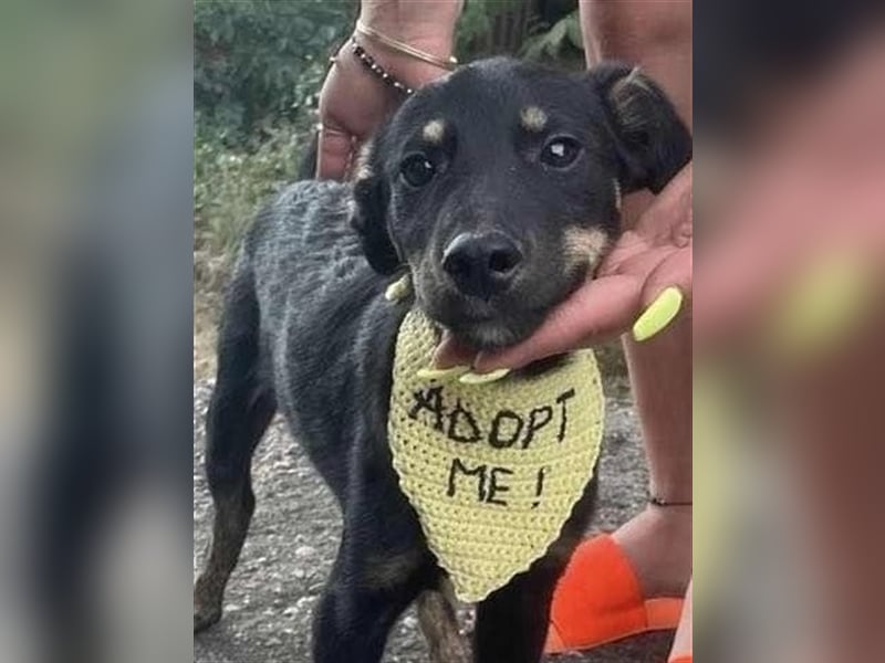 Cody-einer von 12 Hundekindern auf der Suche nach einem Zuhause