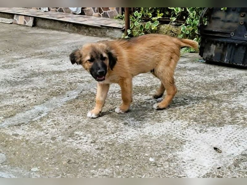CODY - zauberhafter junger Hundebub sucht sein Zuhause für immer