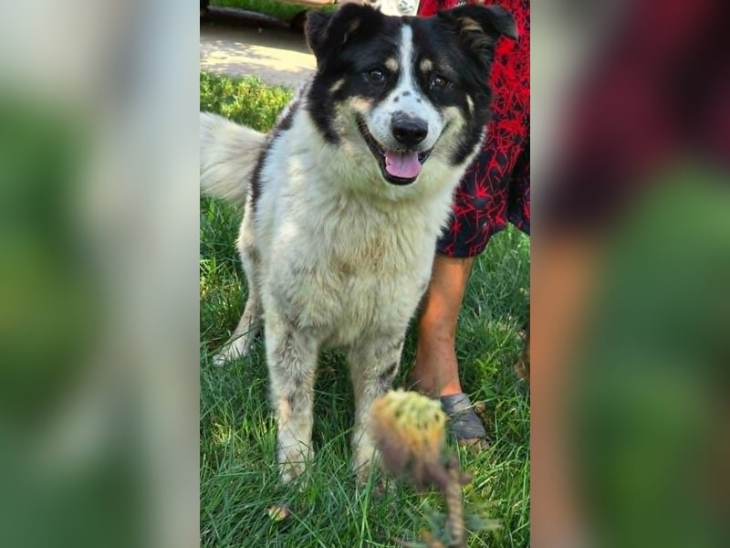 LUNA – ein liebes Hundemädchen wartet in PLZ 76707 auf Besuch