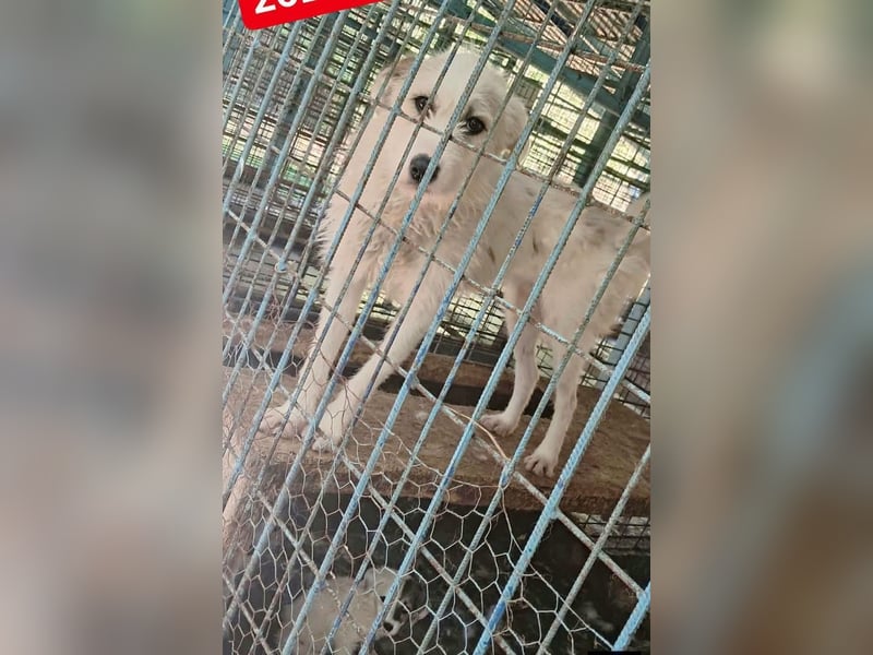 Lilly - hübsche Zaubermaus sucht ihr Glück bei DIR