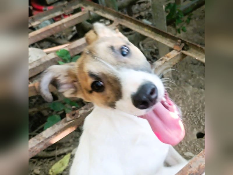 Super hübsches Hundekind „ TESSA „ sucht ihr Zuhause für immer