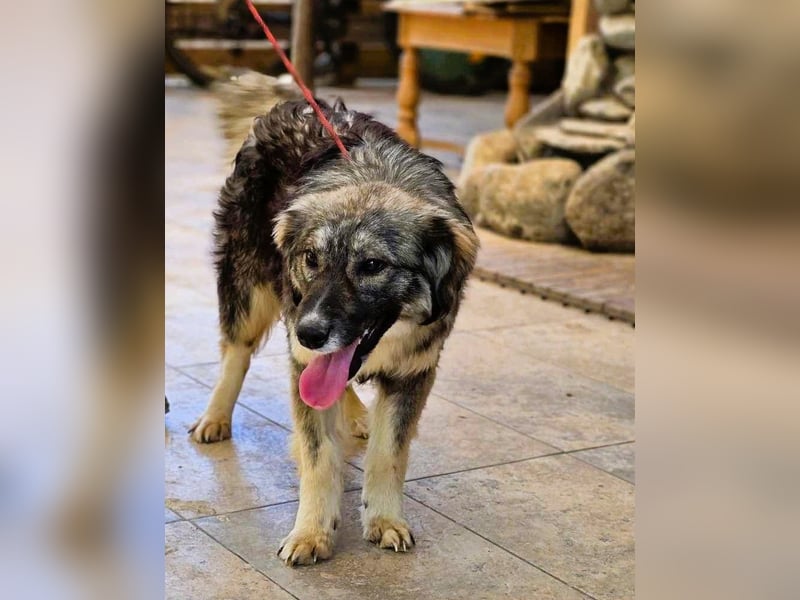 *Amy* mit einem Gesichtchen wie gemalt ca. 1 Jahr