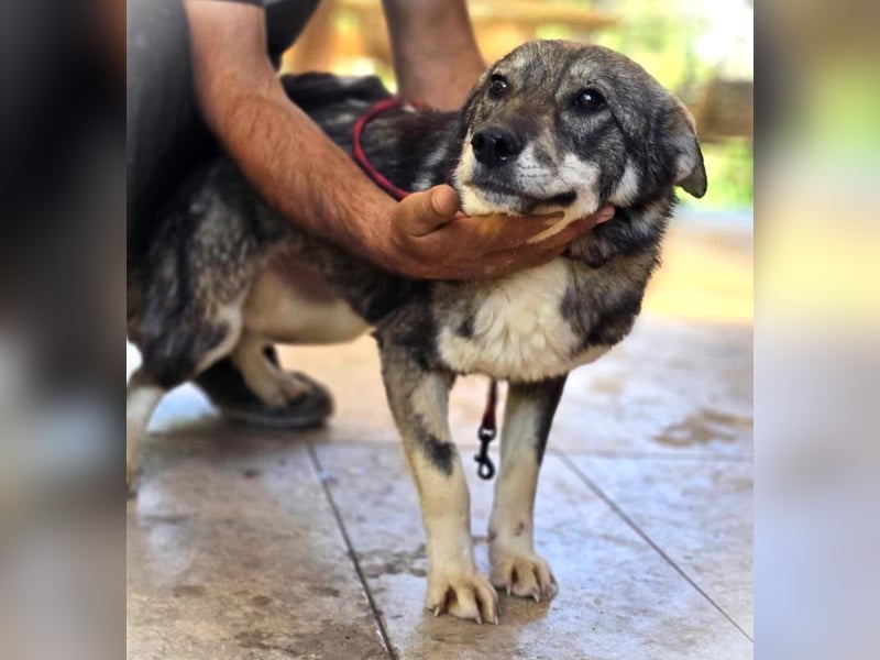 *Charlie Girl* liebes und hübsches Mädchen ca. 1 Jahr