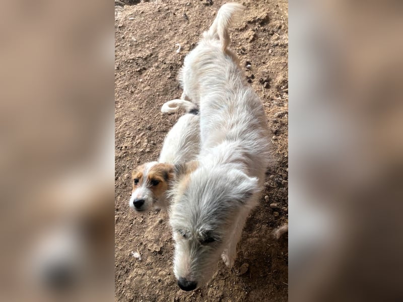 Sammy - kleiner Sonnenschein sucht Familienanschluss