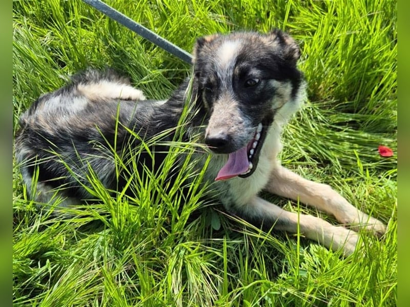 Hübscher Loki – ist startklar für ein neues Leben