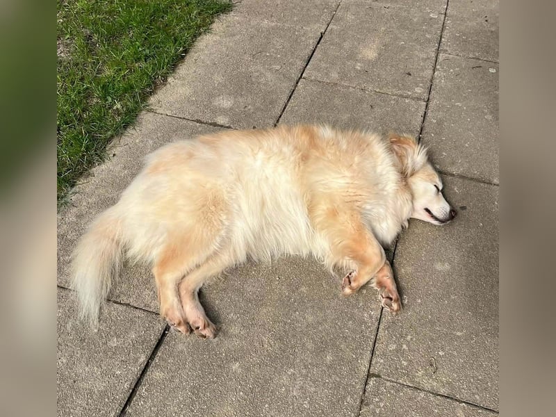 Rosa – hübsche Maus wartet in PLZ 75217 Birkenfeld auf Besuch