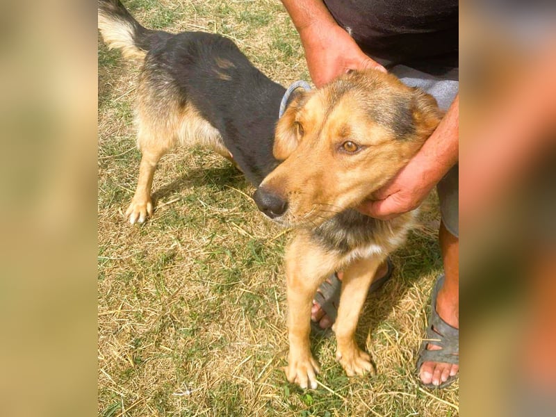 Sajan - ein Freund und noch viel mehr Sajan - ein Freund und noch viel mehr