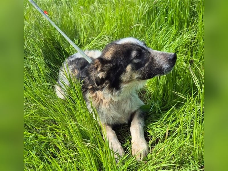 Hübscher Loki – ist startklar für ein neues Leben