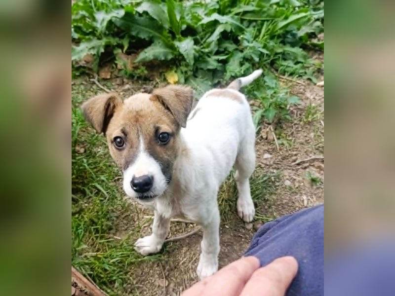 Tessa – kleines Hundekind sucht ihr Zuhause für immer