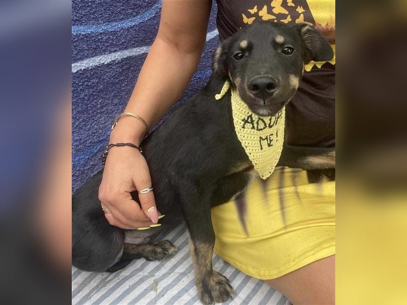 Cody-einer von 12 Hundekindern auf der Suche nach einem Zuhause