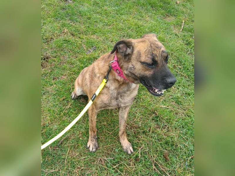 Bildhübscher TOTO - auf der Suche nach seinem Glück