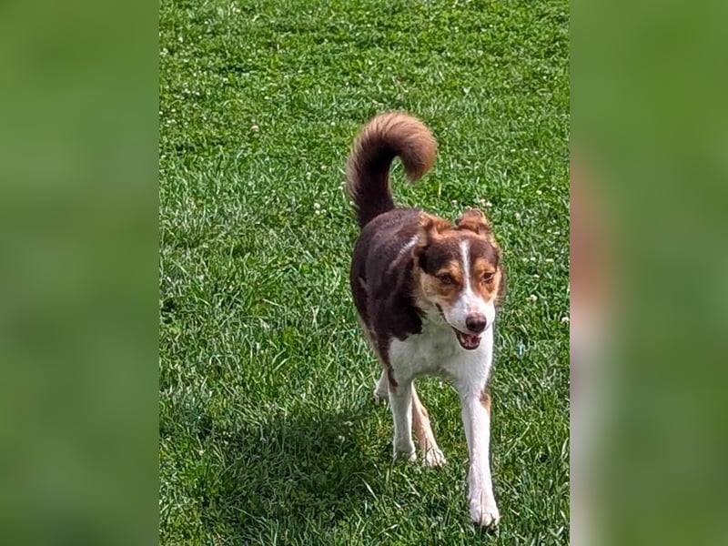 Carlos sucht sein perfektes Match-wartet in PLZ 49143 Bissendorf