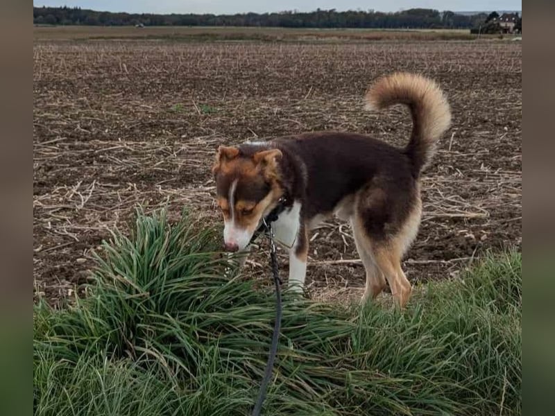 Carlos sucht sein perfektes Match-wartet in PLZ 49143 Bissendorf