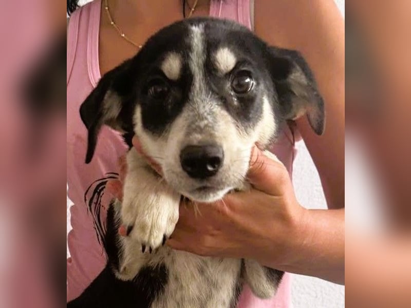 Trudi - die Dritte im Bunde - zuckersüßes Hundekind sucht ihre Family