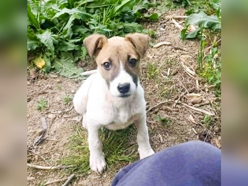 Tessa – kleines Hundekind sucht ihr Zuhause für immer