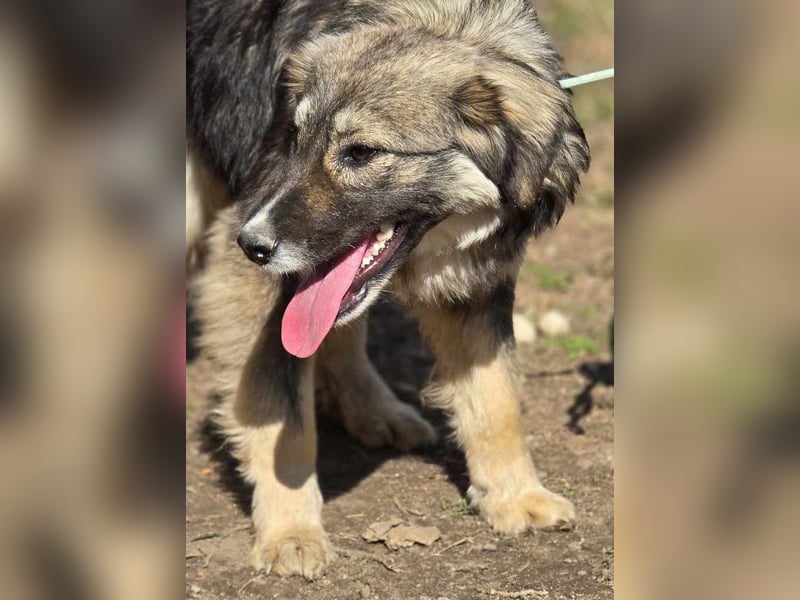 *Amy* mit einem Gesichtchen wie gemalt ca. 1 Jahr