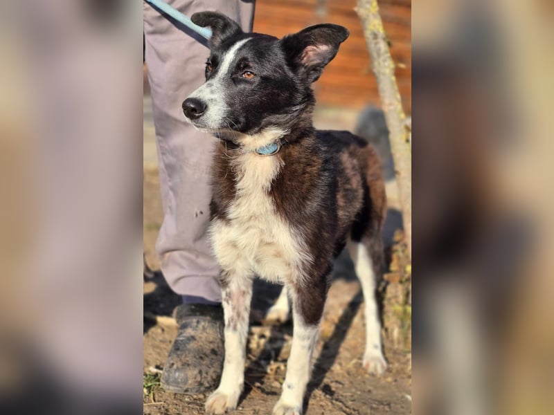 Lieblingsmenschen für die bezaubernde „Foxi“ gesucht