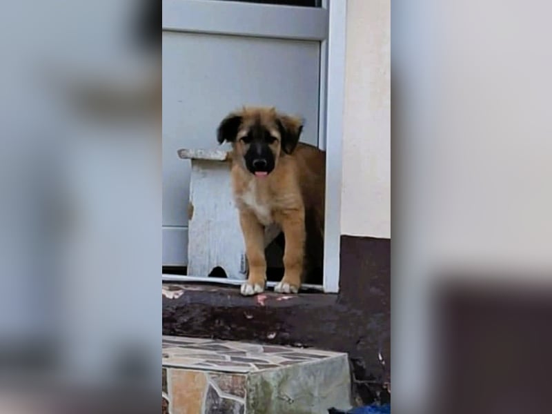 CODY - zauberhafter junger Hundebub sucht sein Zuhause für immer