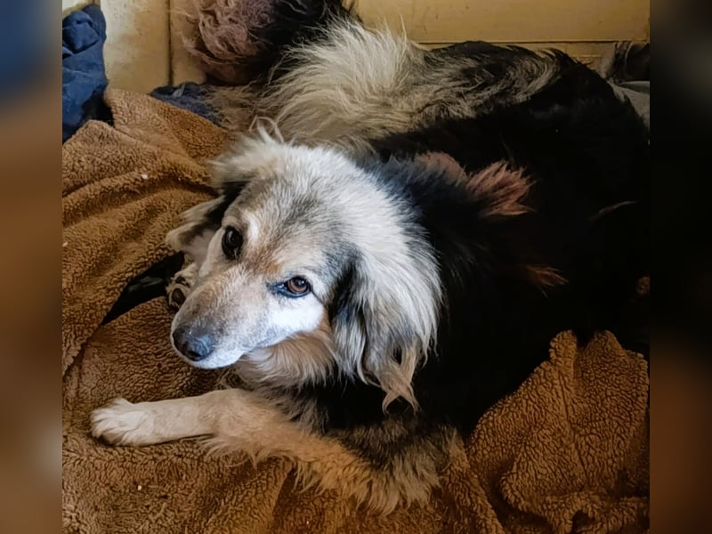 Rita - ein ganz besonderes Mädchen sucht ihr Plätzchen für immer