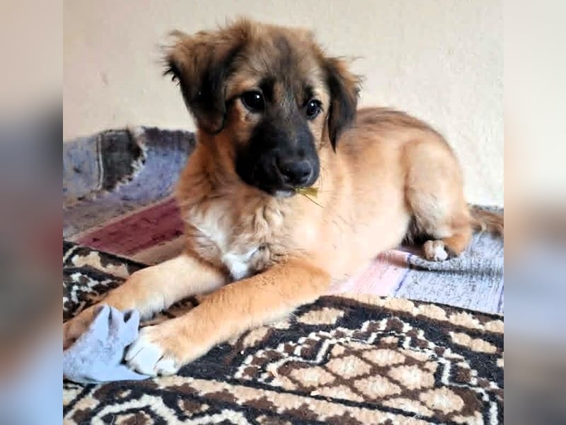 CODY – zauberhafter junger Hundebub sucht sein Zuhause für immer
