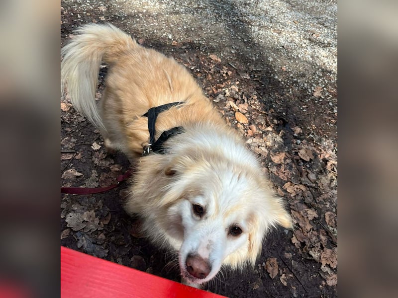 Rosa – hübsche Maus wartet in PLZ 75217 Birkenfeld auf Besuch