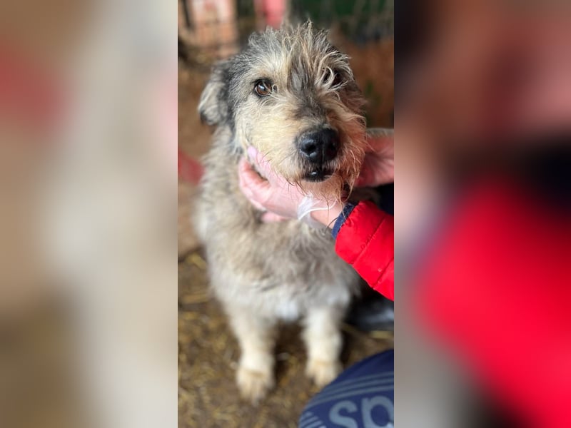 Ruheplätzchen für PAULA - die süßeste Hundeomi aller Zeiten gesucht