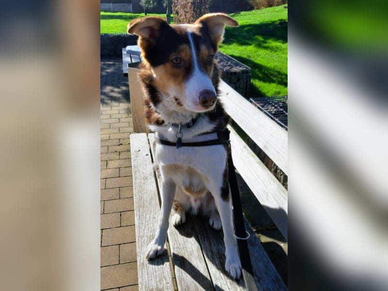 Carlos sucht sein perfektes Match-wartet in PLZ 49143 Bissendorf