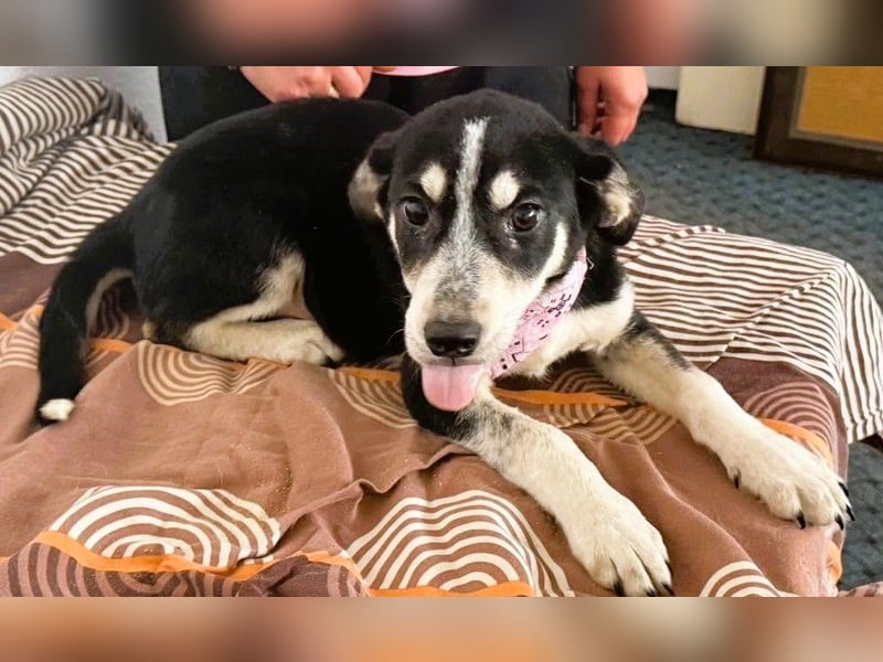 Trudi - die Dritte im Bunde - zuckersüßes Hundekind sucht ihre Family