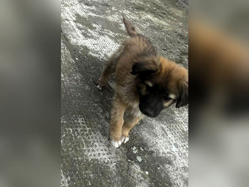 CODY - zauberhafter junger Hundebub sucht sein Zuhause für immer