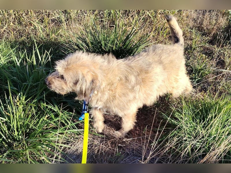 Strubbel-Wuschel *Jack* sucht unbedingt ein warmes Plätzchen