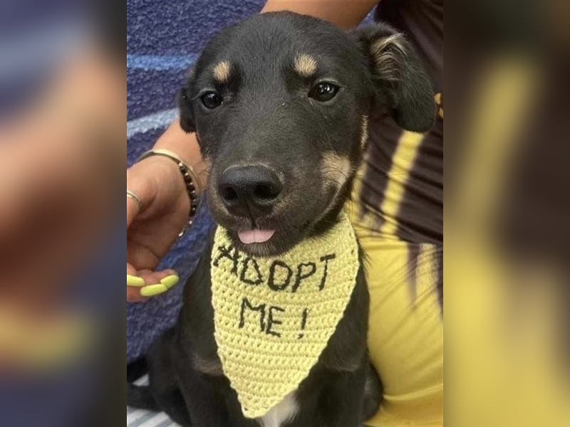 Cody-einer von 12 Hundekindern auf der Suche nach einem Zuhause