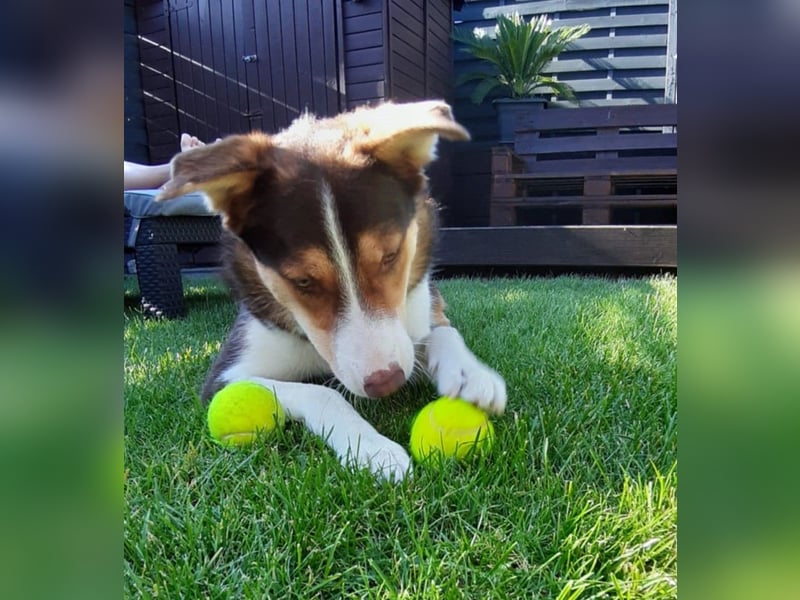 Carlos sucht sein perfektes Match-wartet in PLZ 49143 Bissendorf