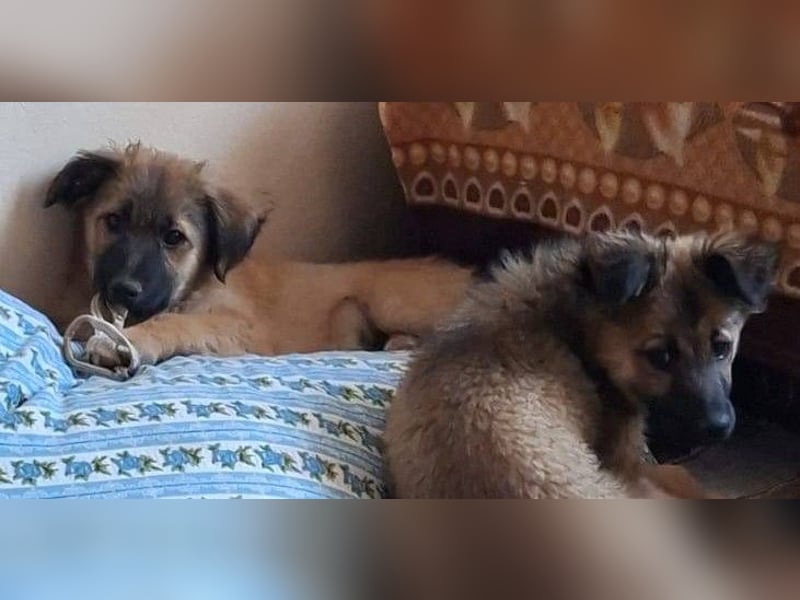 CODY – zauberhafter junger Hundebub sucht sein Zuhause für immer
