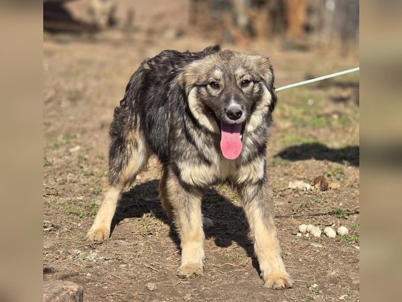 *Amy* mit einem Gesichtchen wie gemalt ca. 1 Jahr