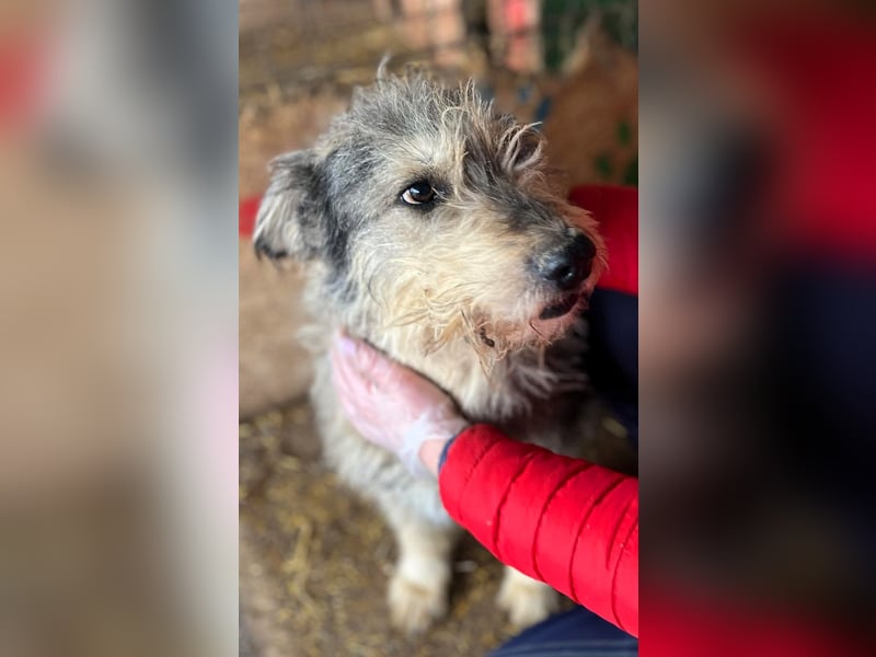 Ruheplätzchen für PAULA - die süßeste Hundeomi aller Zeiten gesucht