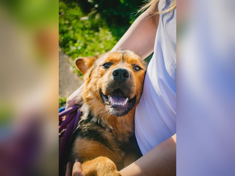 Traumjunge „ Roxie „ - ist bereit für ein neues Leben