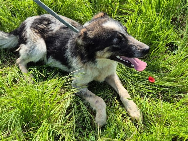 Hübscher Loki – ist startklar für ein neues Leben