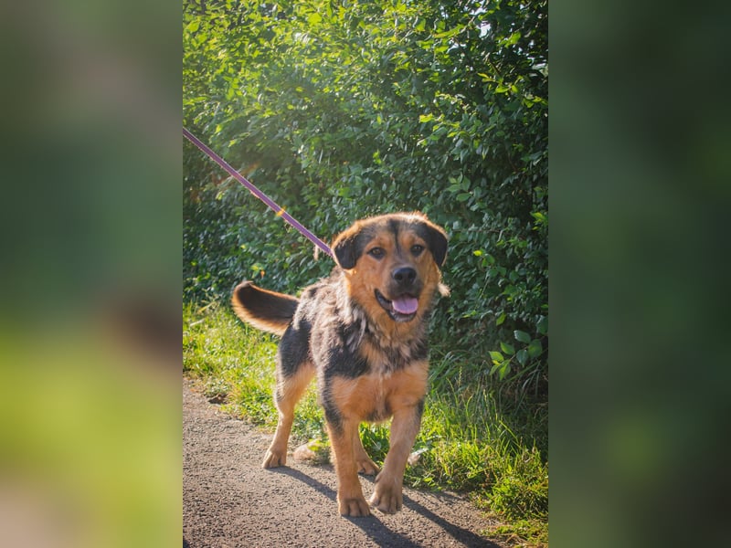 Traumjunge „ Roxie „ - ist bereit für ein neues Leben
