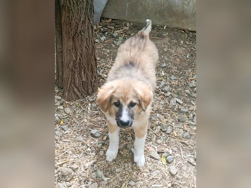 Hundekind Bella – macht ihrem Namen alle Ehre