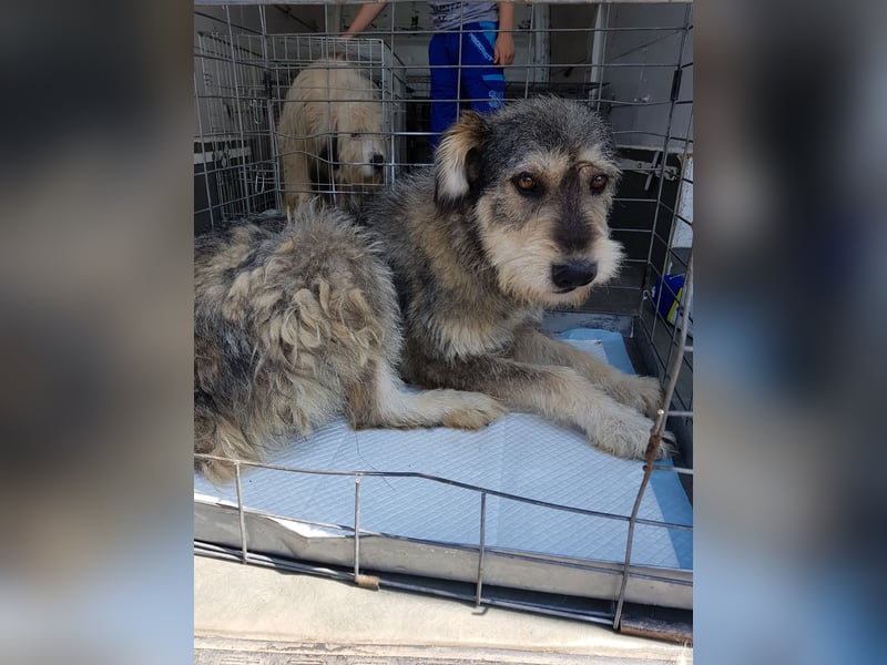 Ruheplätzchen für PAULA - die süßeste Hundeomi aller Zeiten gesucht